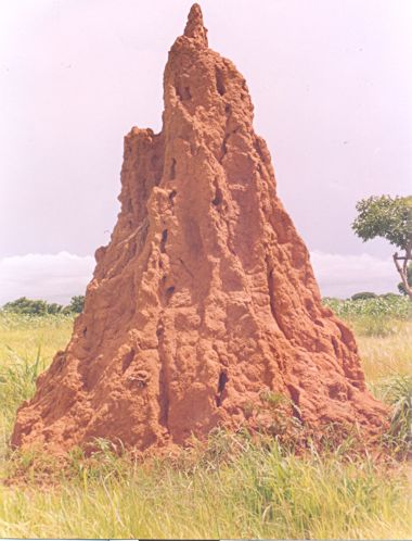 azubongo